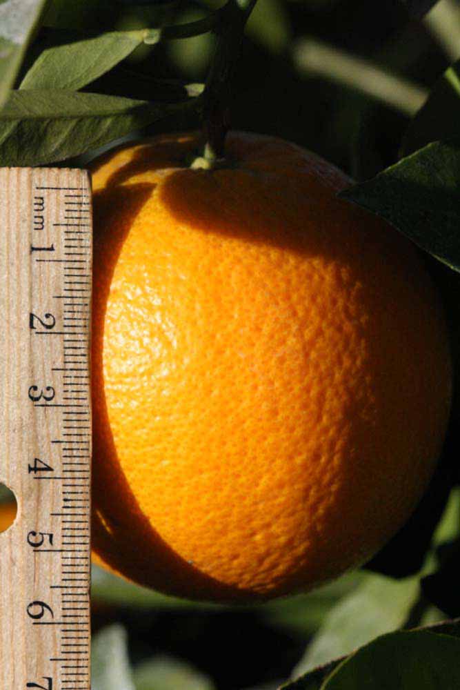            Fruit (Riverside, CA)   